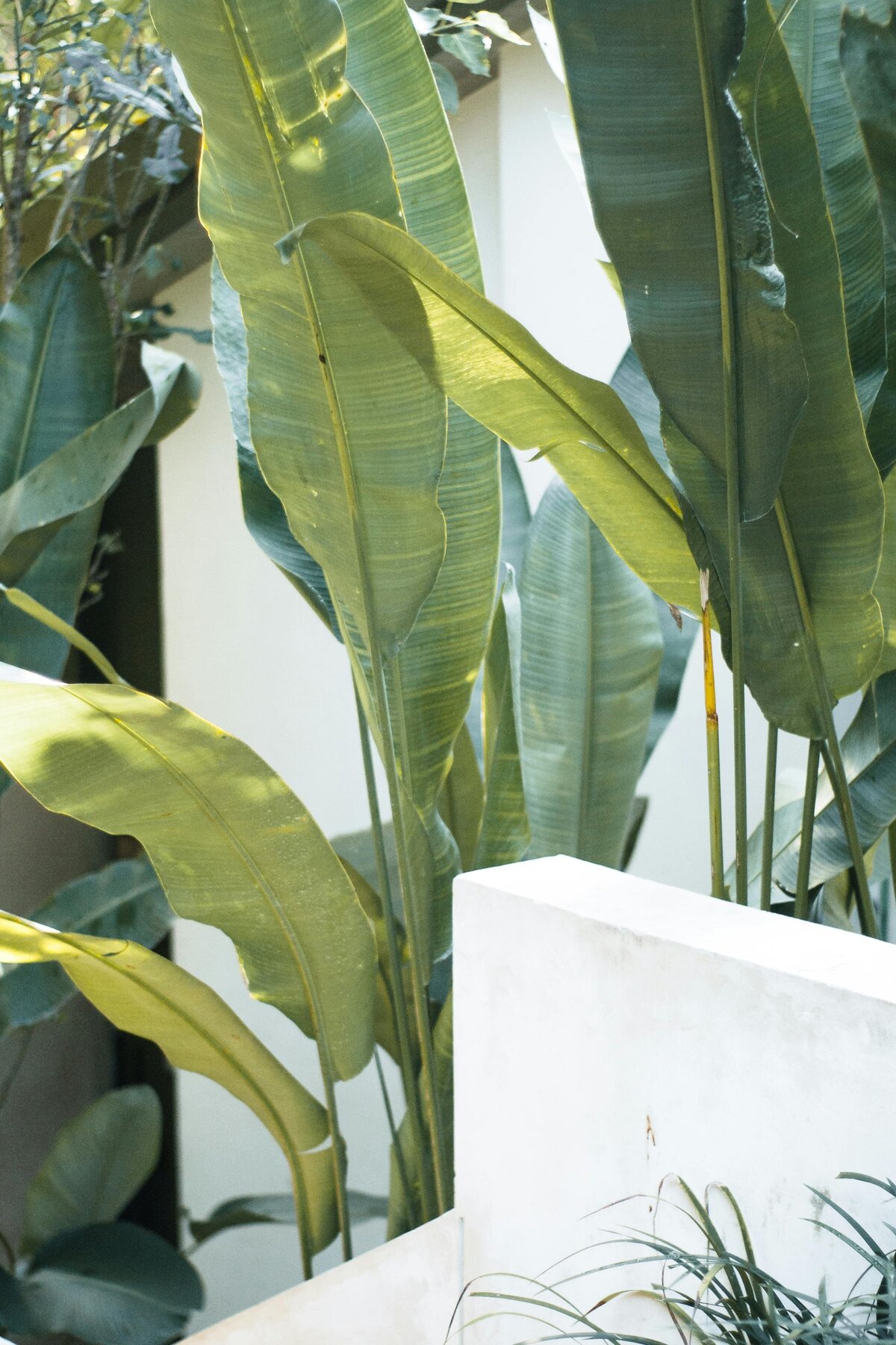 lush tropical garden