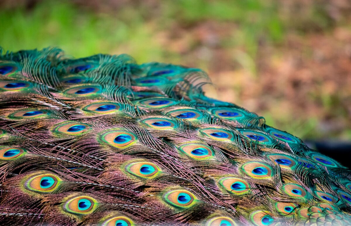 Peacock_Feathers-490763c2-2500