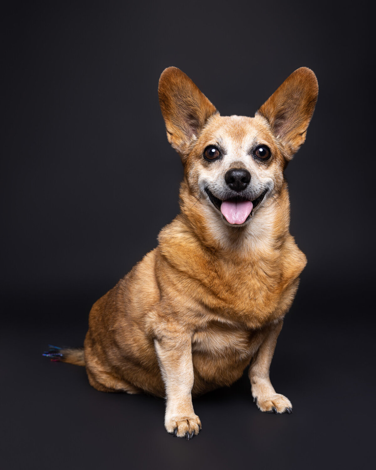 Kaori Stewart_Studio Dog Portrait_124