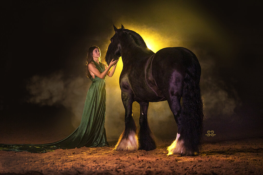 black gypsy vanner mare-2343©StunningSteedsPhoto