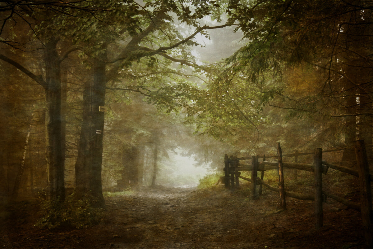 Magic forrest in the early morning, trees and a path beside a fence