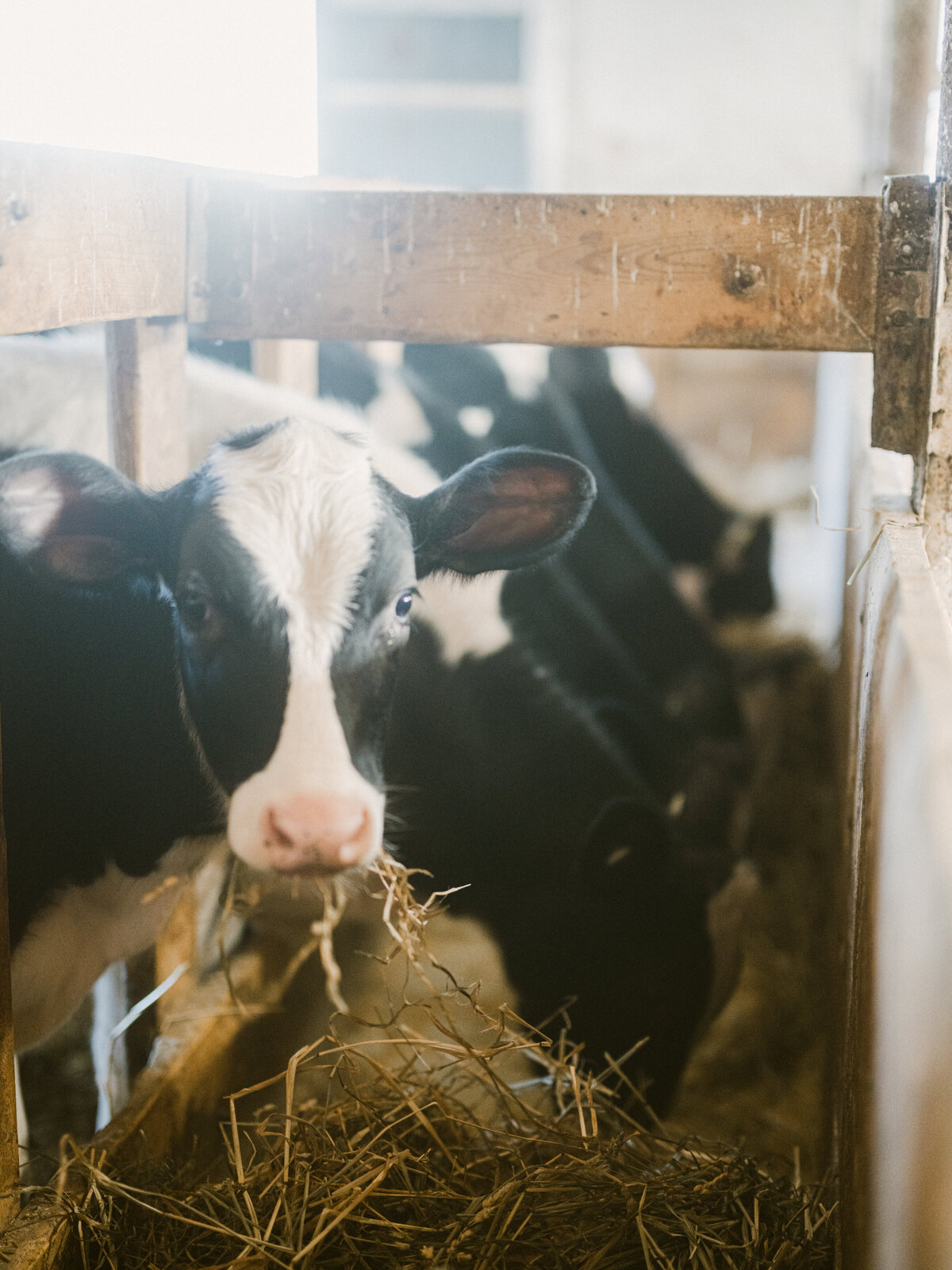 Family_photography_at_the_farm_Ingersoll3