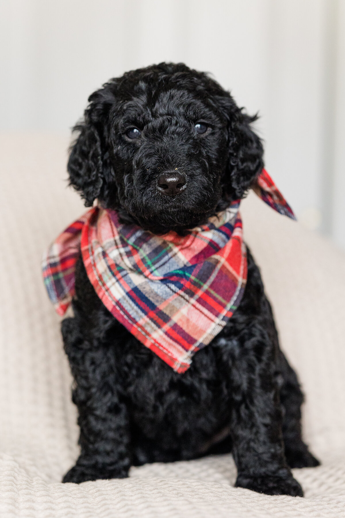 015_Bernedoodles