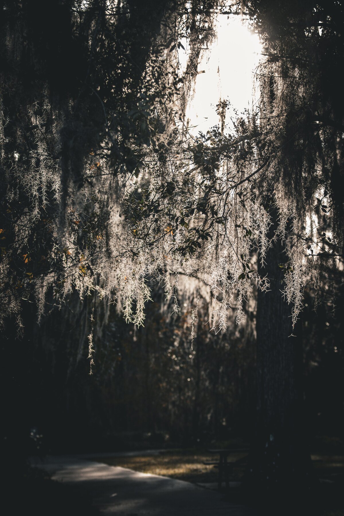 Sunset-Tree