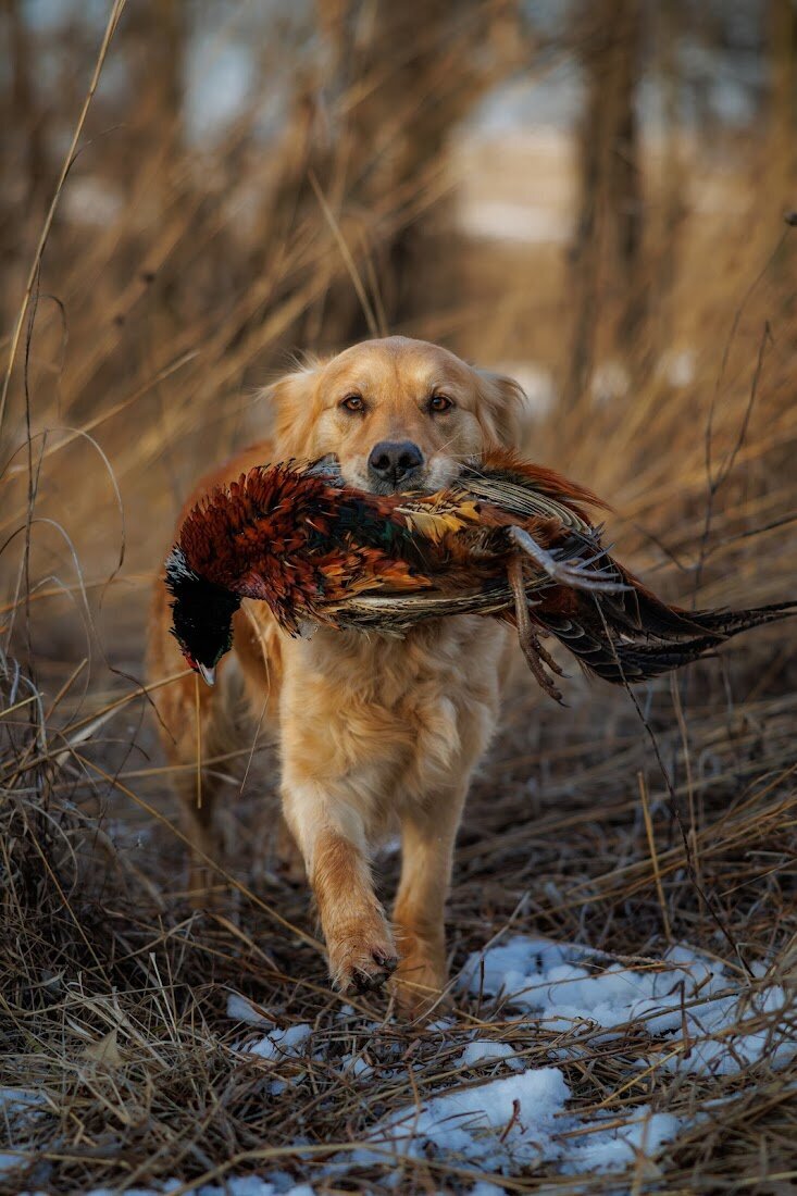 Appelgate-golden-retriever-puppies-Emmie-13
