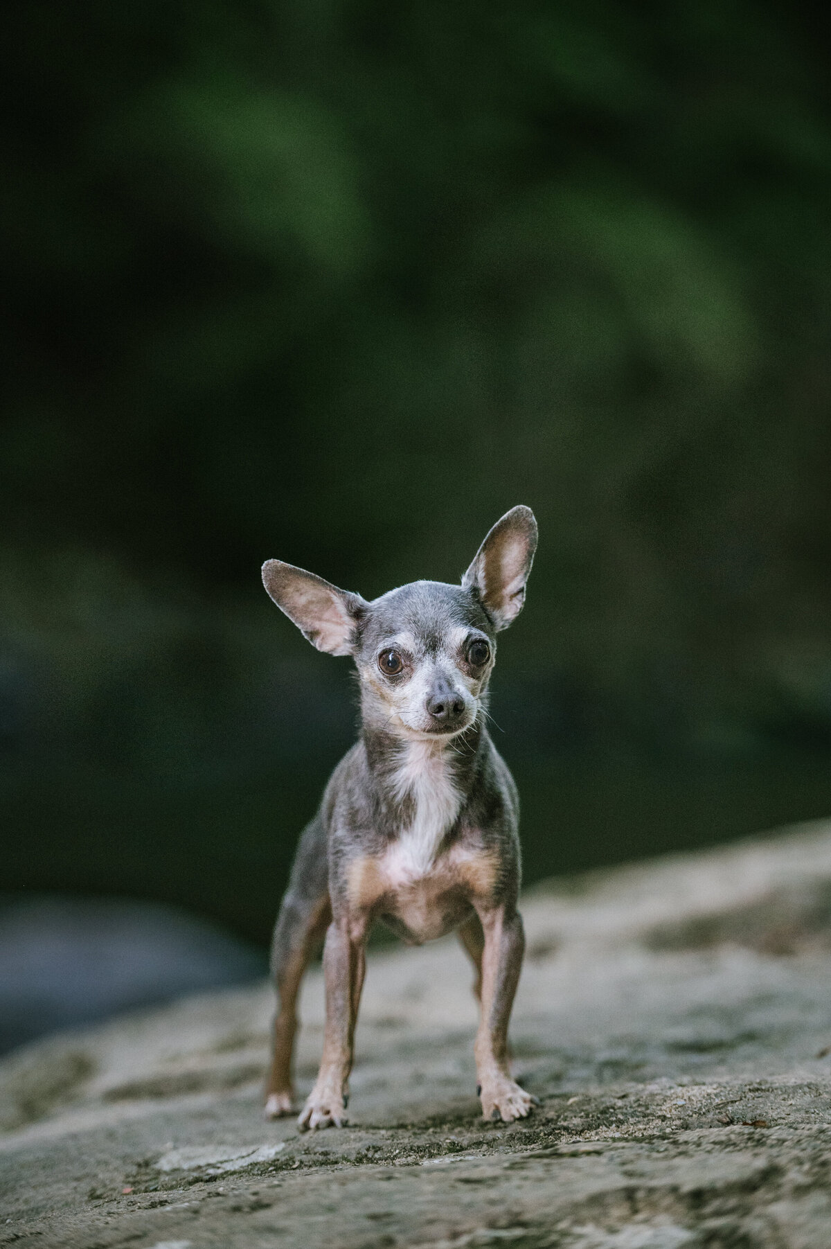 small-dog-photo-session