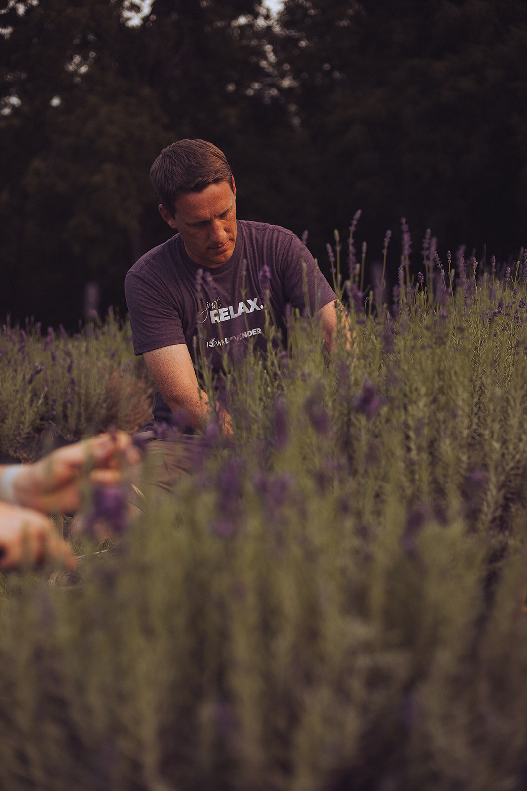 Iowa Lavender_F20A4908