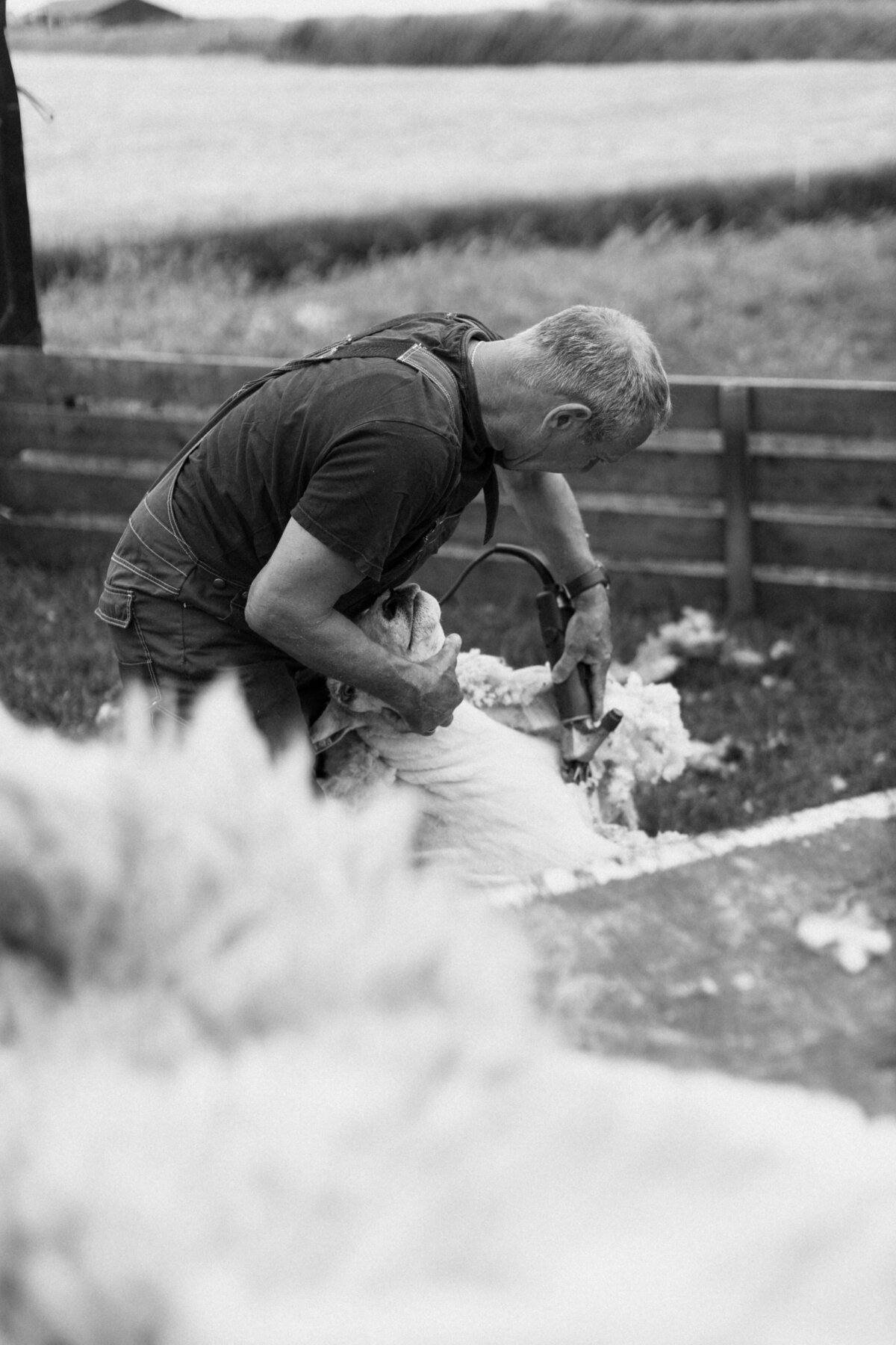 Goudenmomentenfotografie-schapenscheren-50