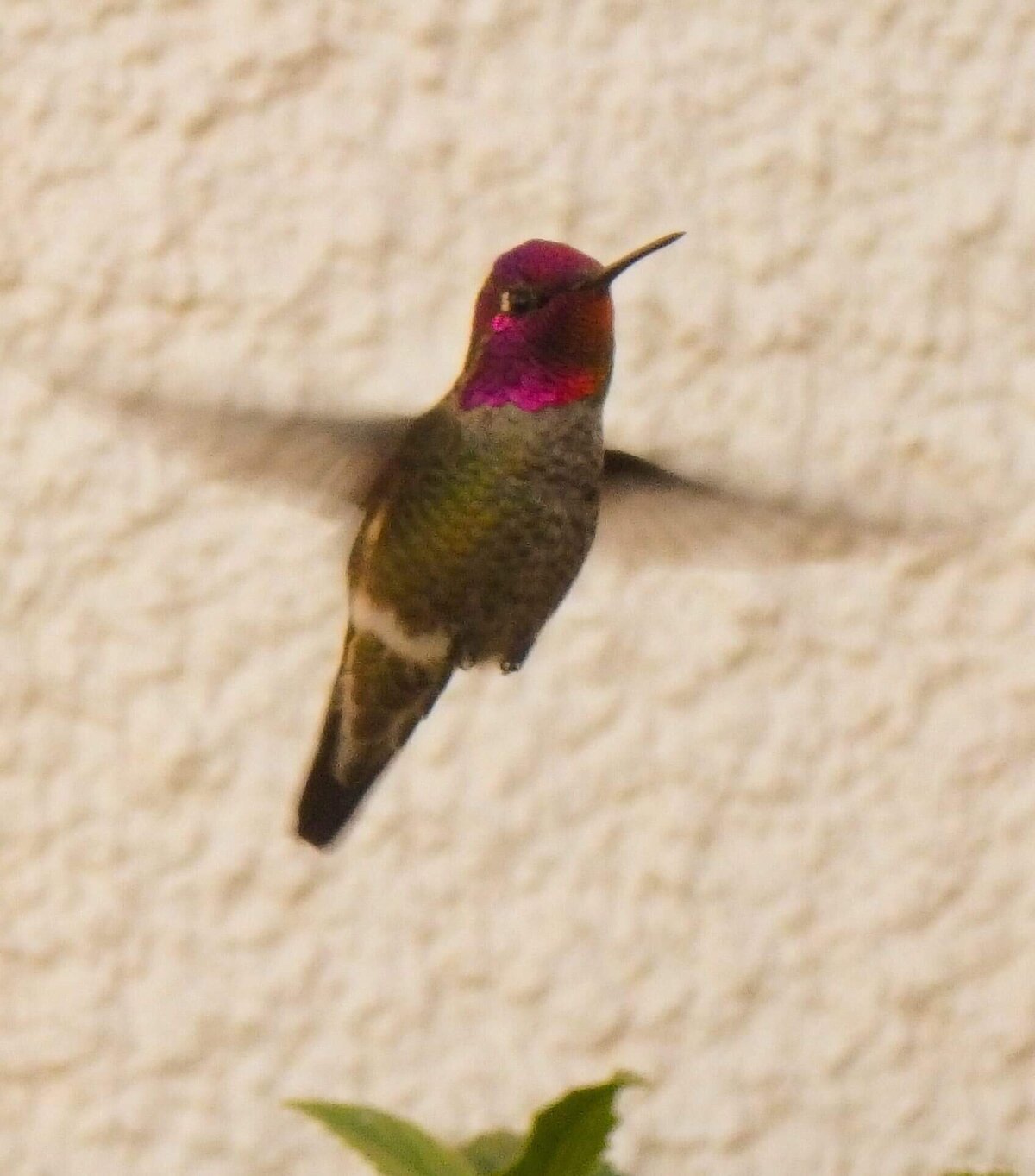 A silhouette of a hummingbird in flight, reminiscent of a scene from Phillipa Leseberg's memoir, captures its wings spread and long beak gracefully extended.