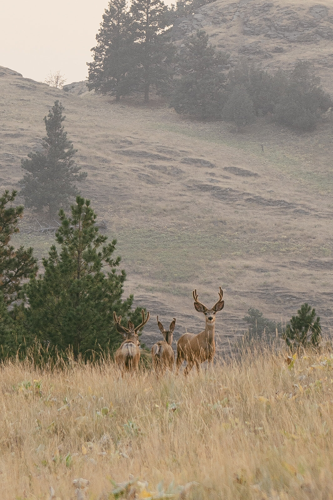 presley-gray-photo-wild-horse-montana-elopement-0417