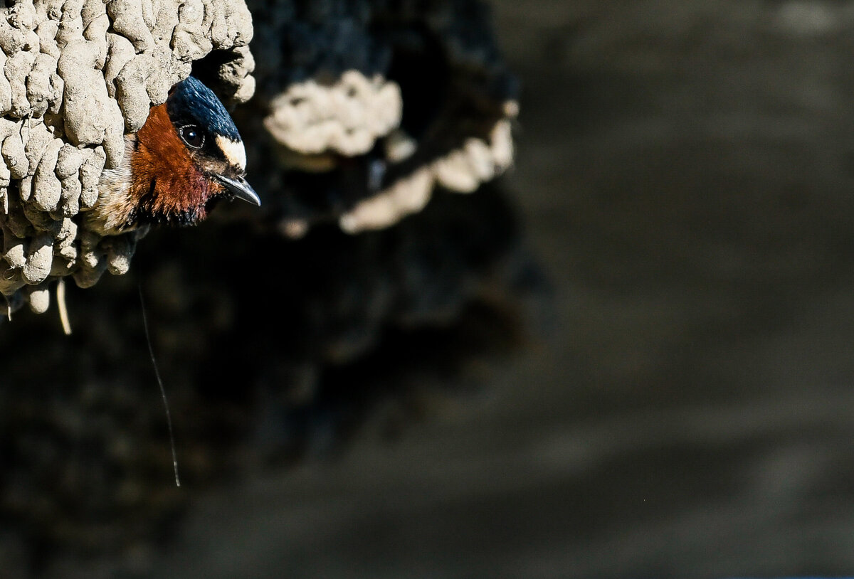 Cliff Swallow 