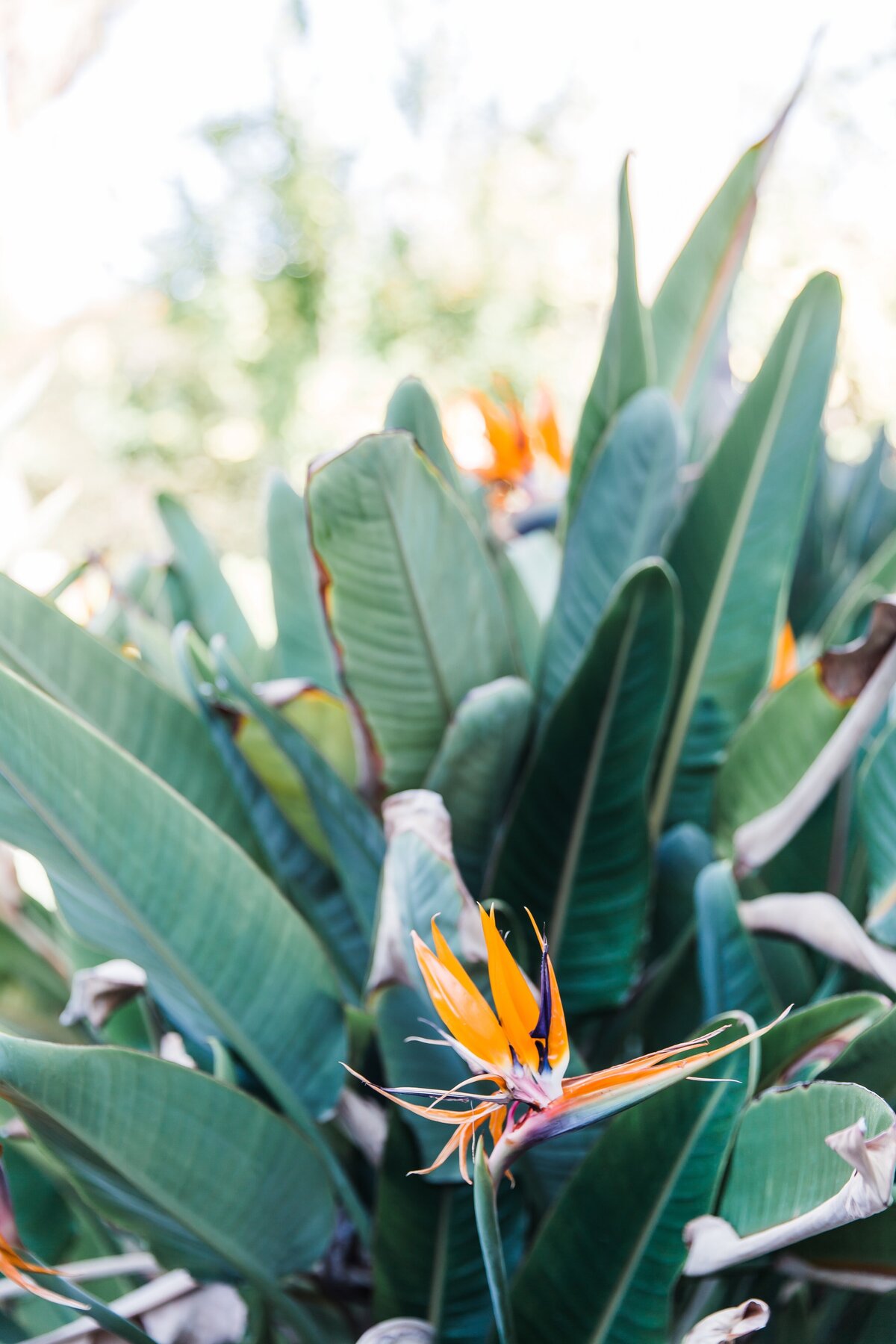 AbieLivesayPhotography-PalmSpringsWeddingPhotographer-KristenPhil-133