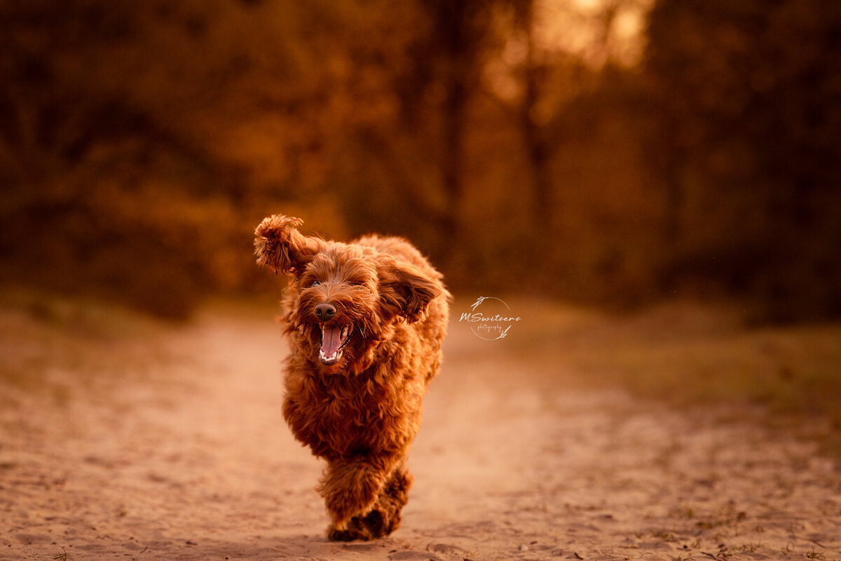 Australische labradoodle al lopend over het zand naar zijn baasje tijdens een fotoshoot met golden hour in de Kesselse Heide