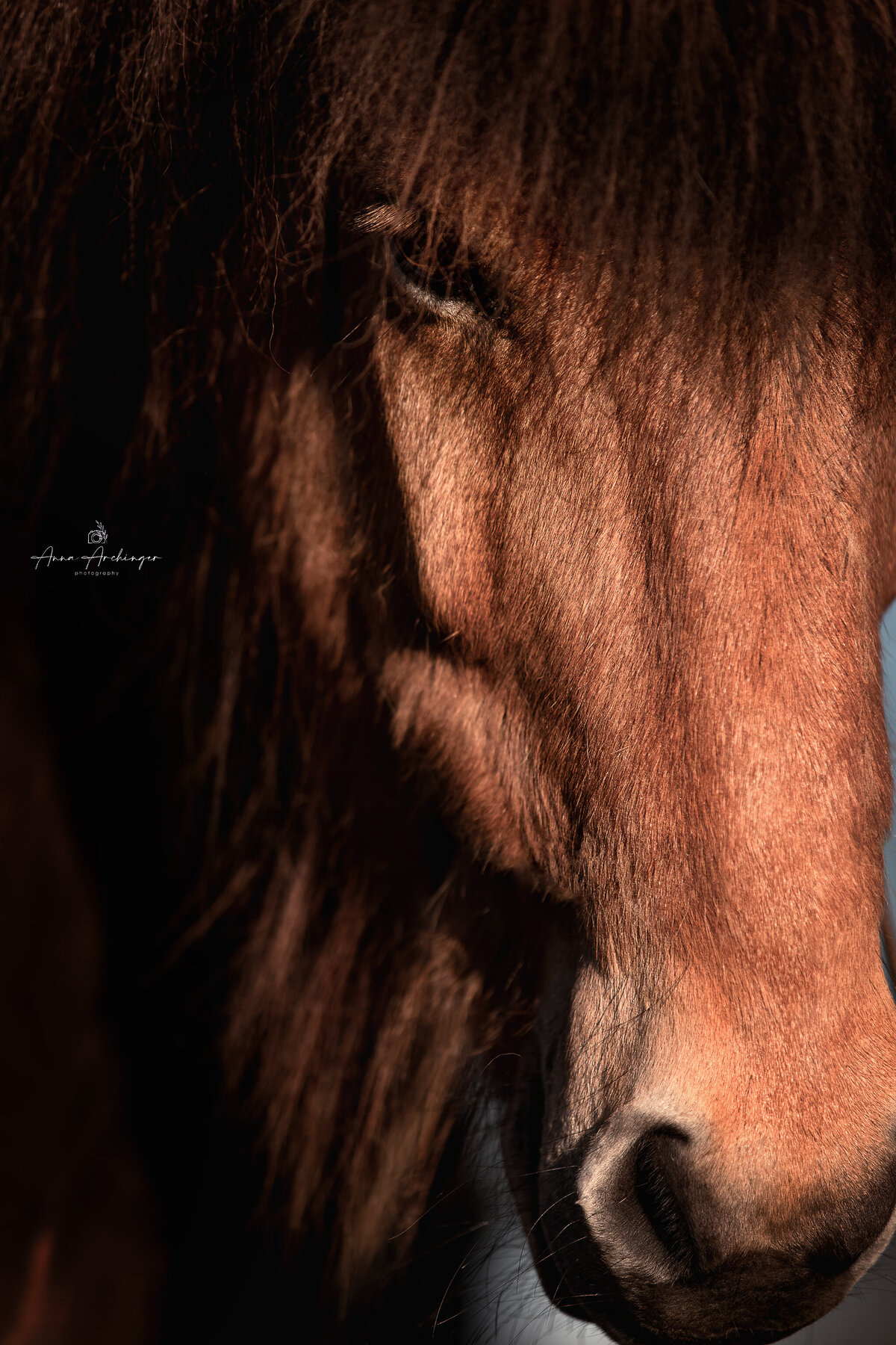 Islandic Horse Photography