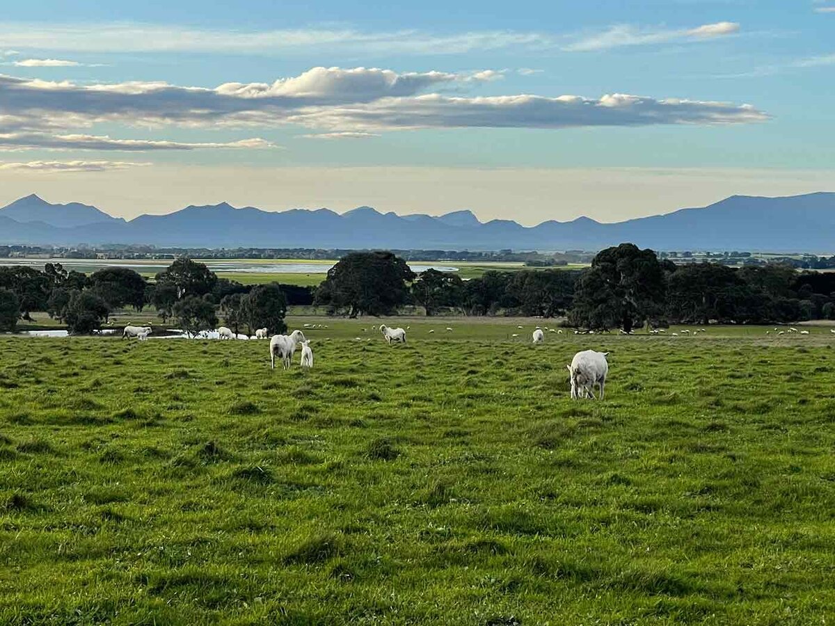 Fine Grade Merino