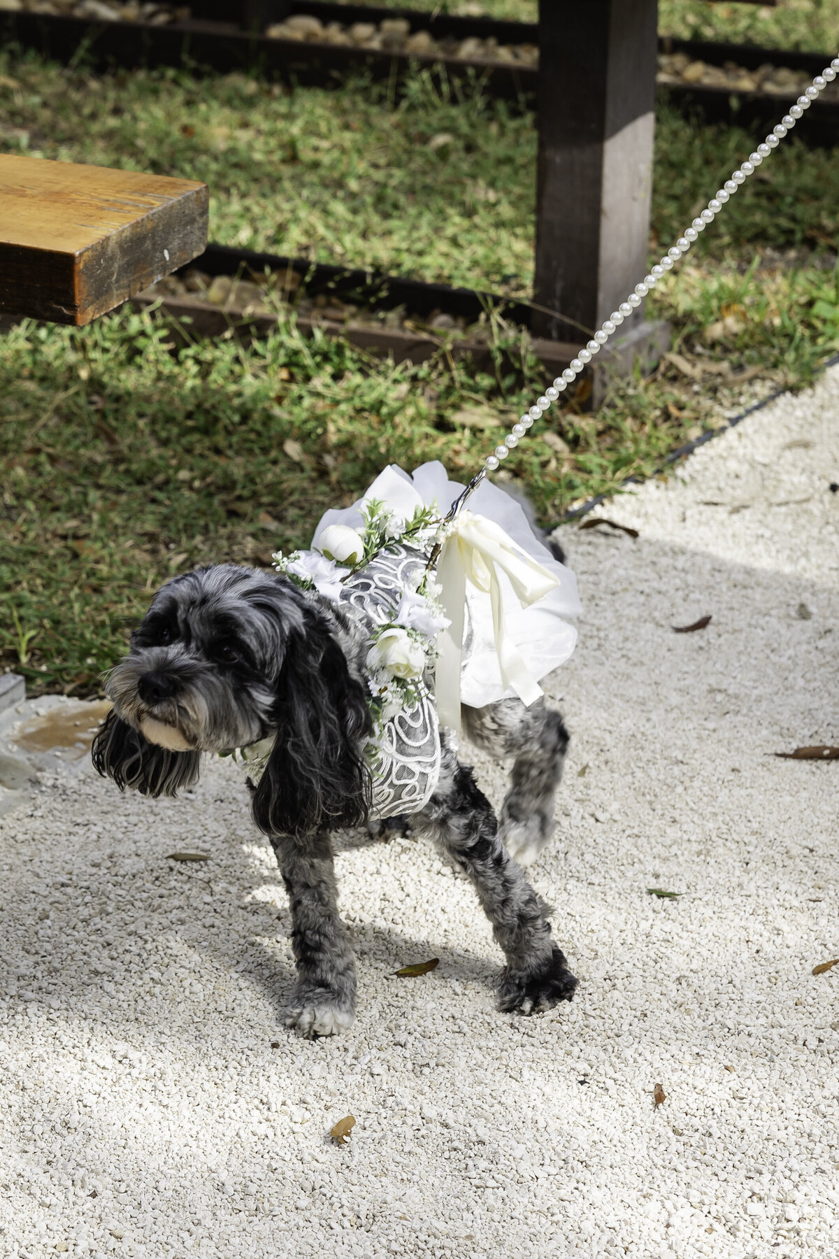 0028-cara-dehart-lewis-photography-del-favero-oasis-tampa-elopement-in-florida-chantilly-chic-celebrations
