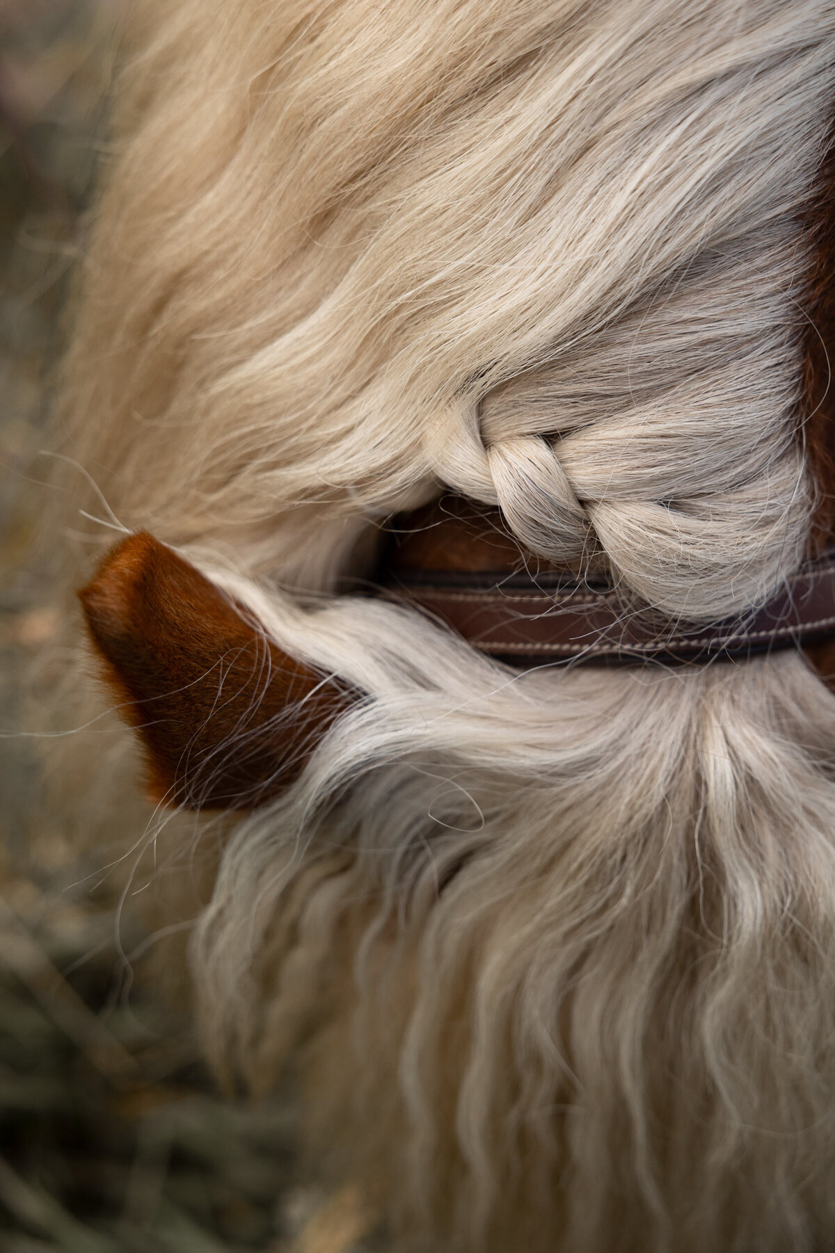 Bruin paard met ingevlochten blonde manen.