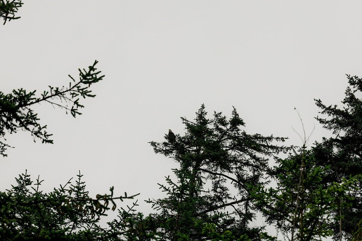 elope-in-minnesota-103