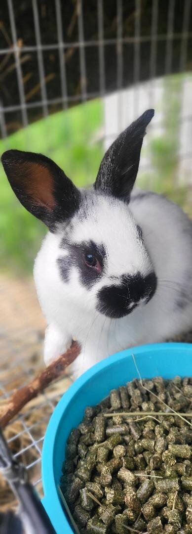Bunny
