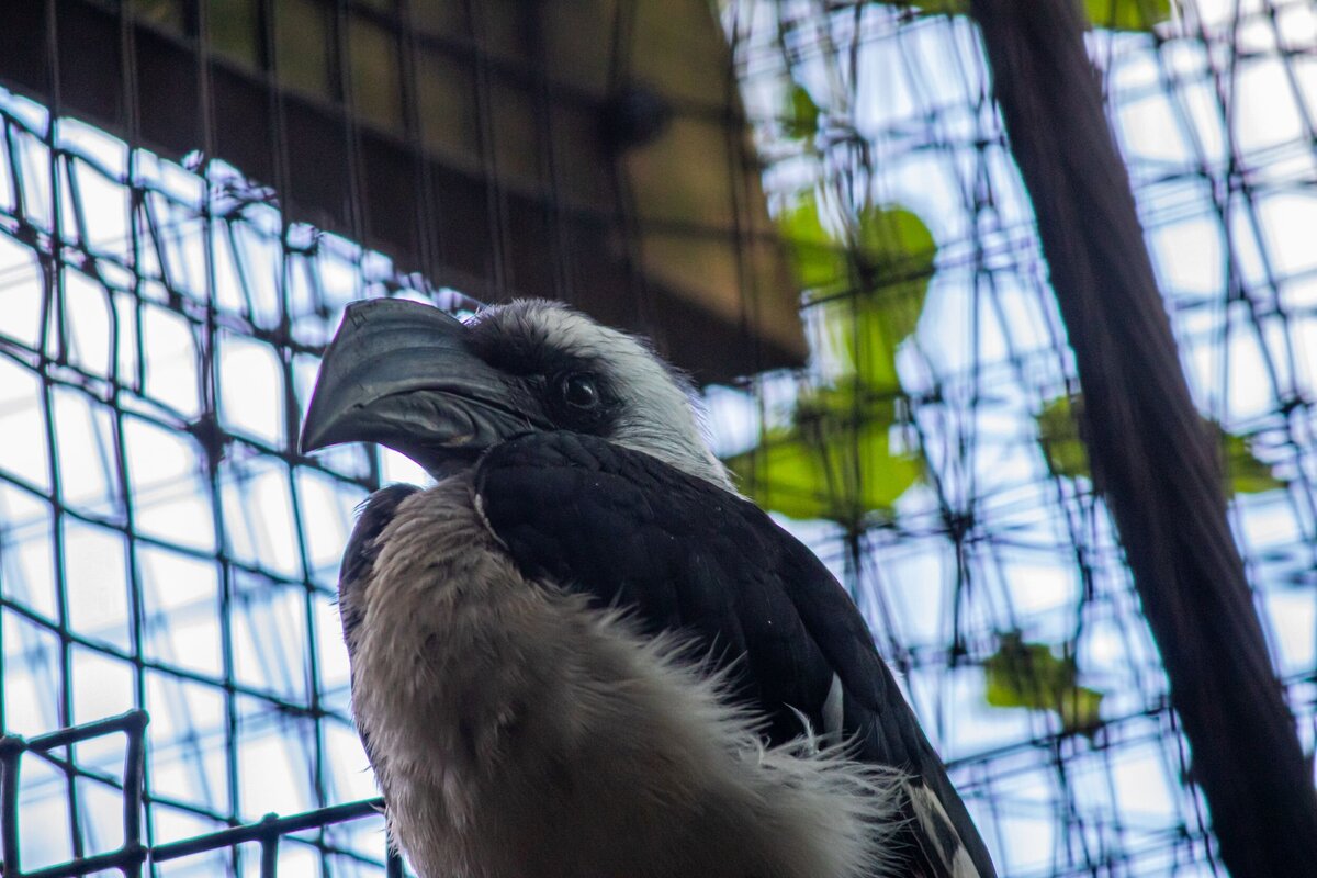 black-and-white-bird-6f1b22b6-2500