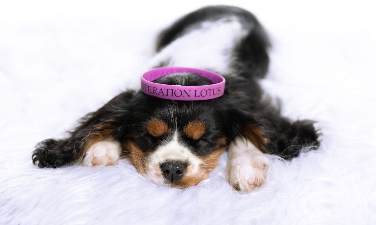 lilla-bordas-portraits-tampa-DOG-photographer1303_1