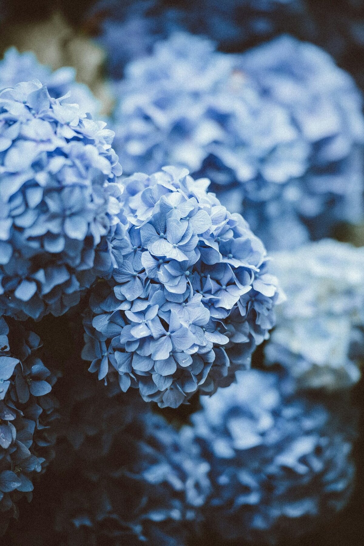 annie-spratt-coIBOiWBPjk-unsplash