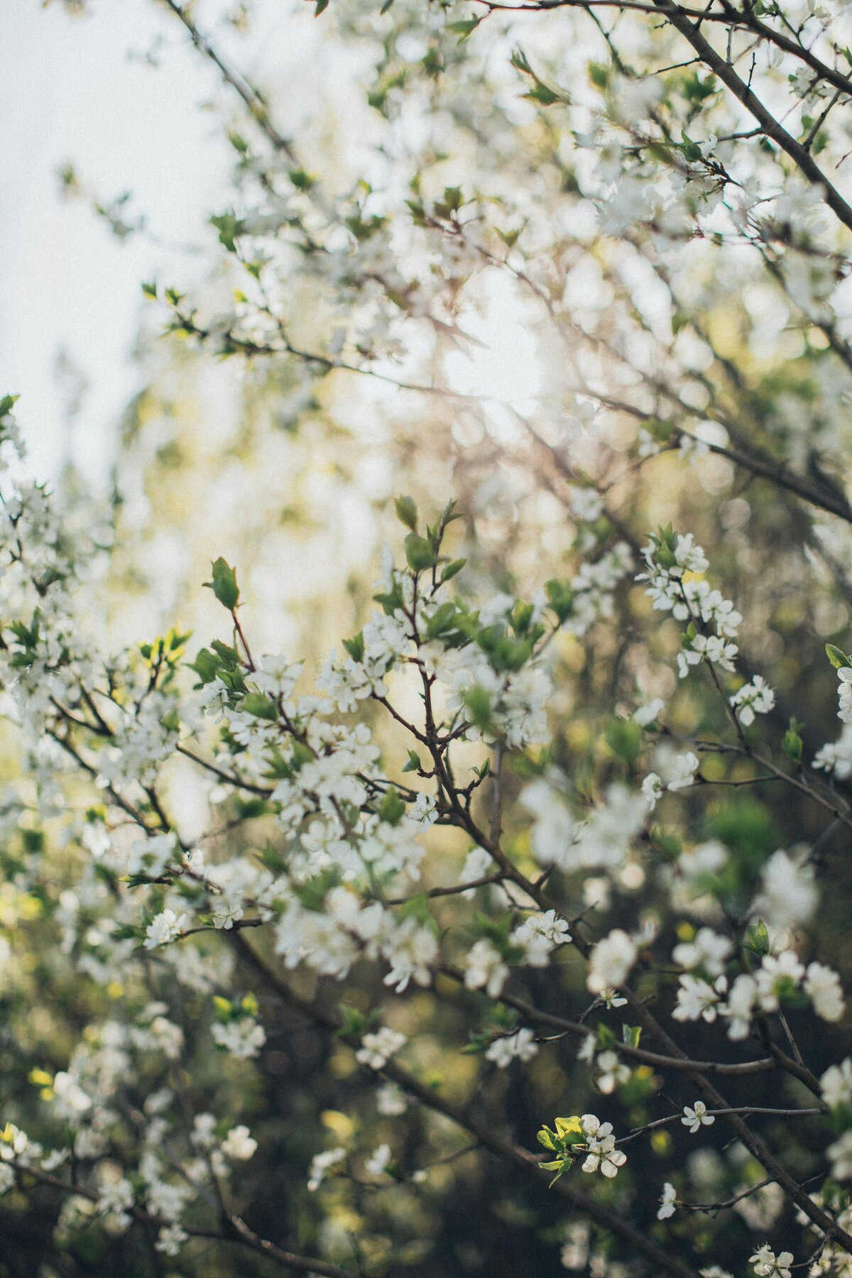 pexels-elina-sazonova-4403999