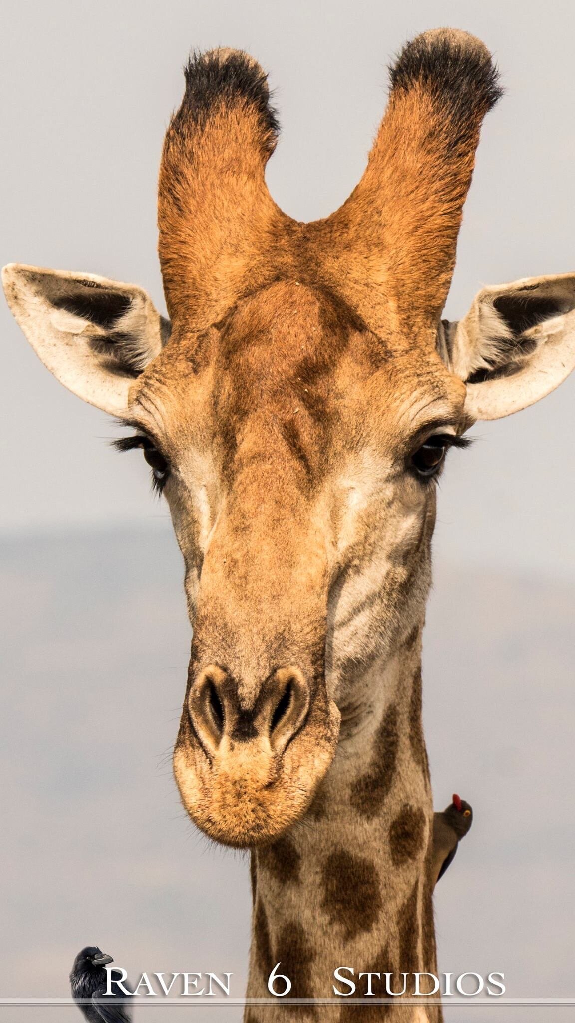 Filming giraffes with Jason Miller and Raven 6 Studios