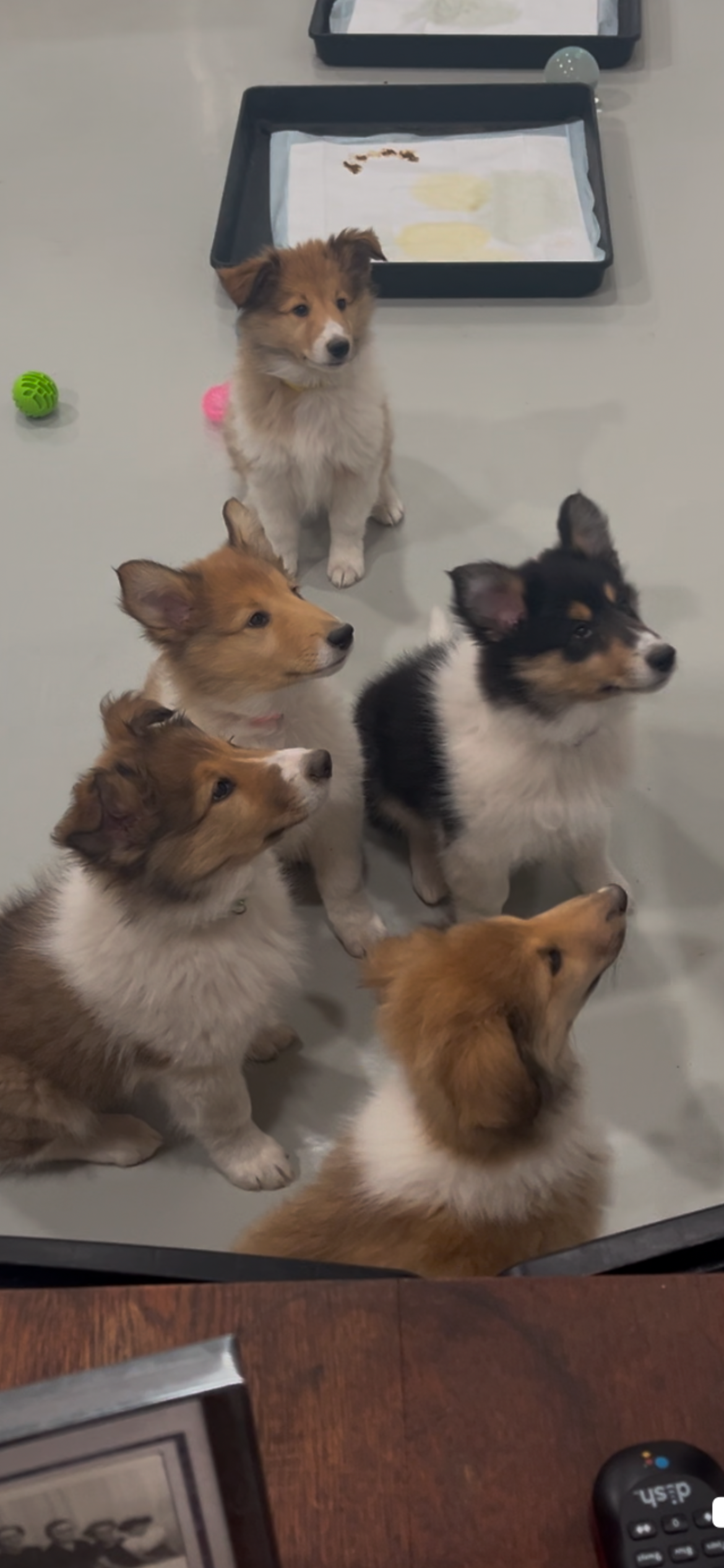 Puppy training
