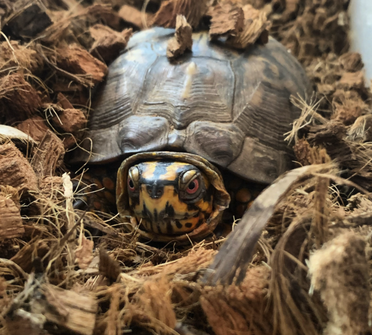 woodland box turtle patient