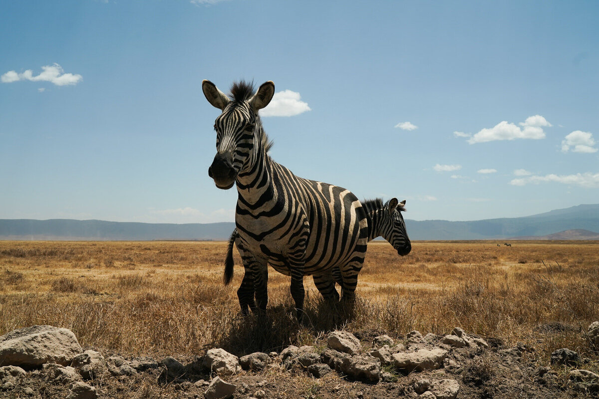 luxury-vacation-photographer-kirsten-lewis-arusha-tanzania017