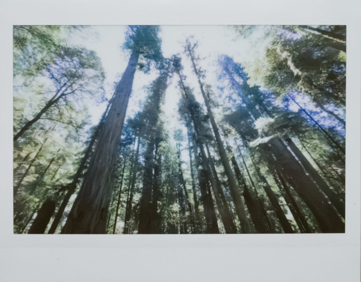 04-29-25_Redwood Elopement_PRPLLC-547