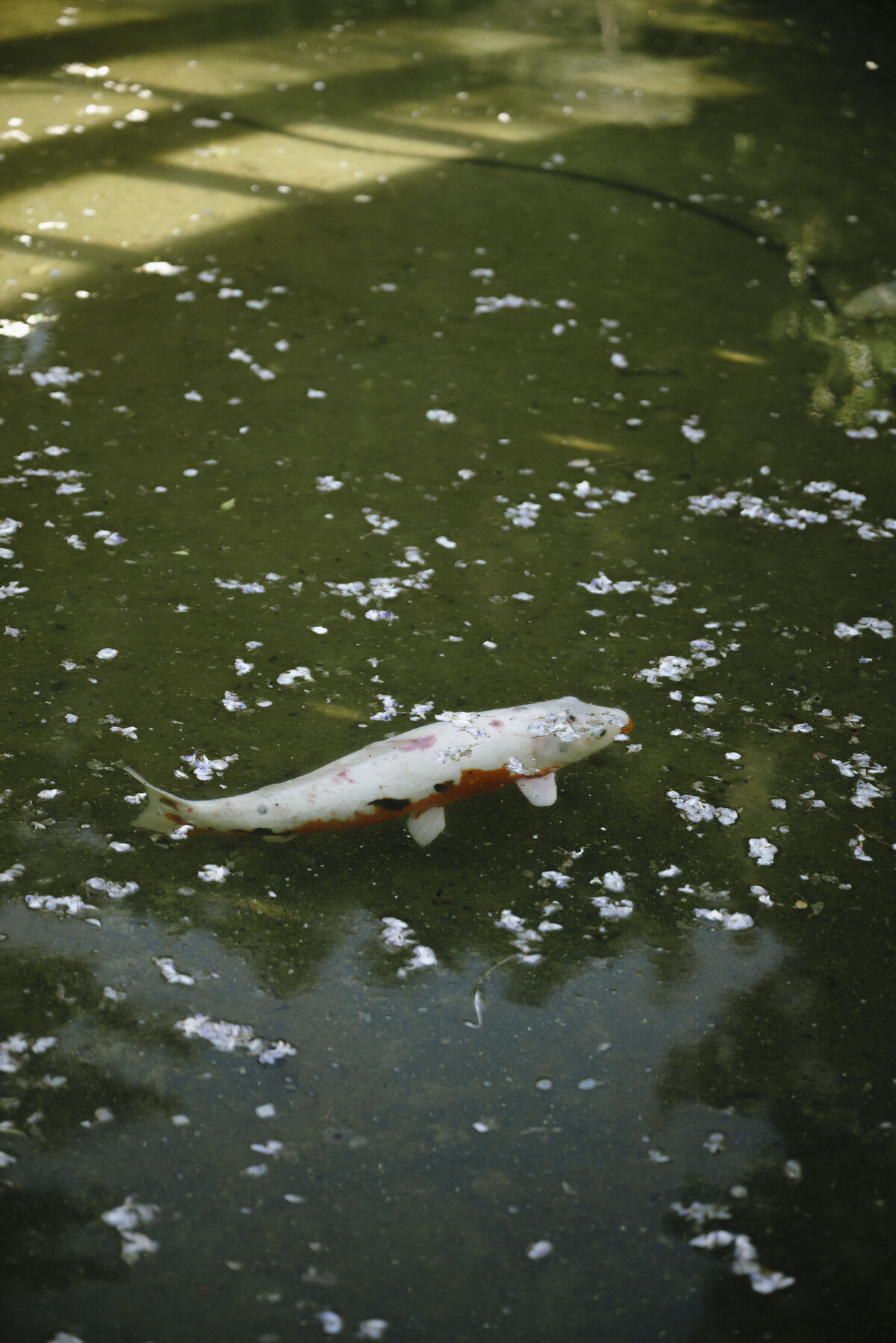 koi fish