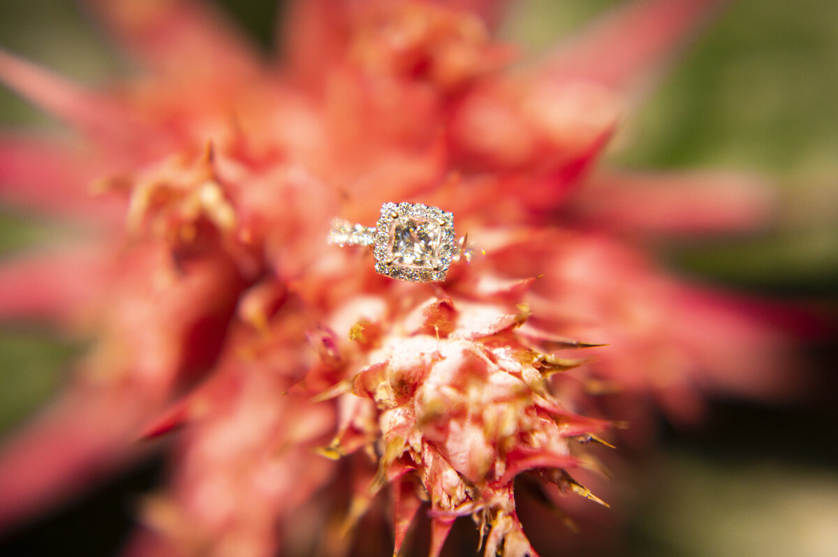 Surprise Proposal at Denver Botanical Gardens in red dress and dress clothes