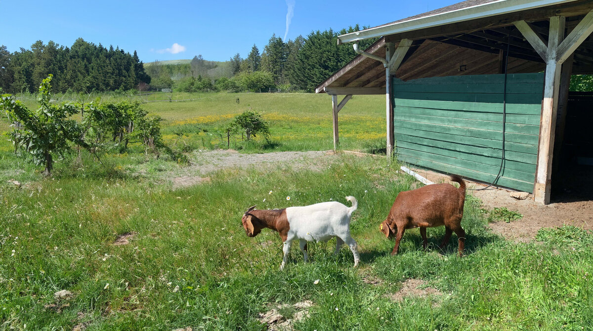 2 goats leaving their barn walking in a field