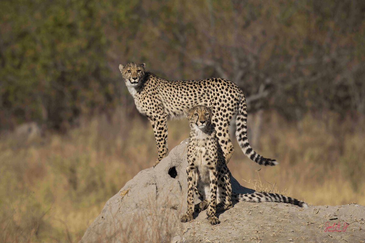 2022 Cheeta (2)
