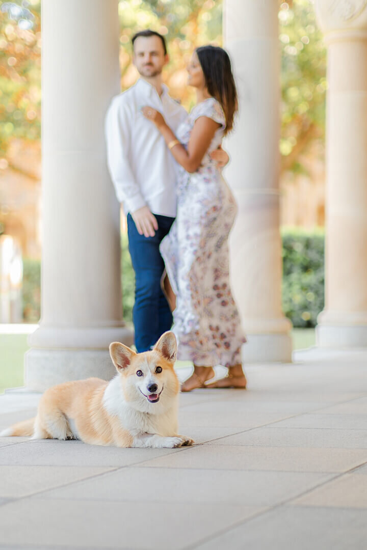 cute corgi having engagement photos in brisbane in uq