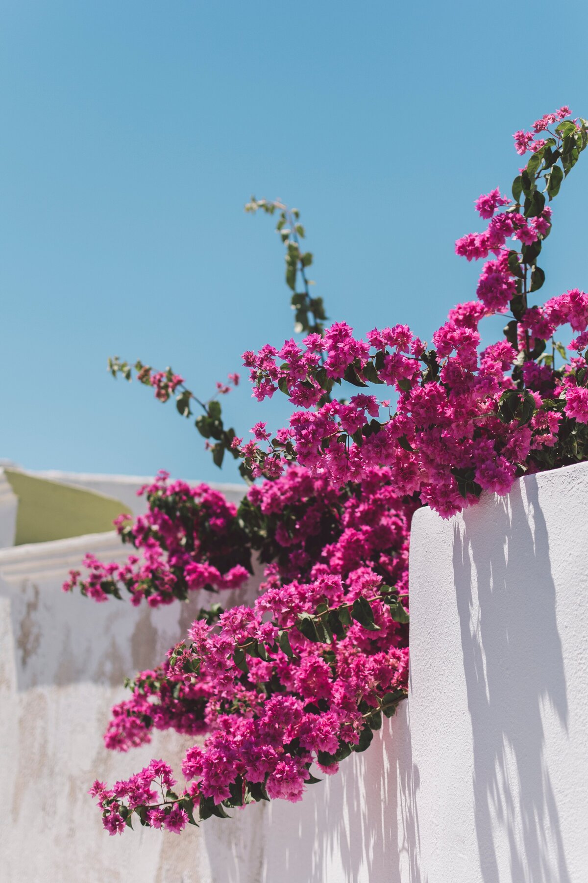 magenta color flowers against a white wall in Santorini Greece.