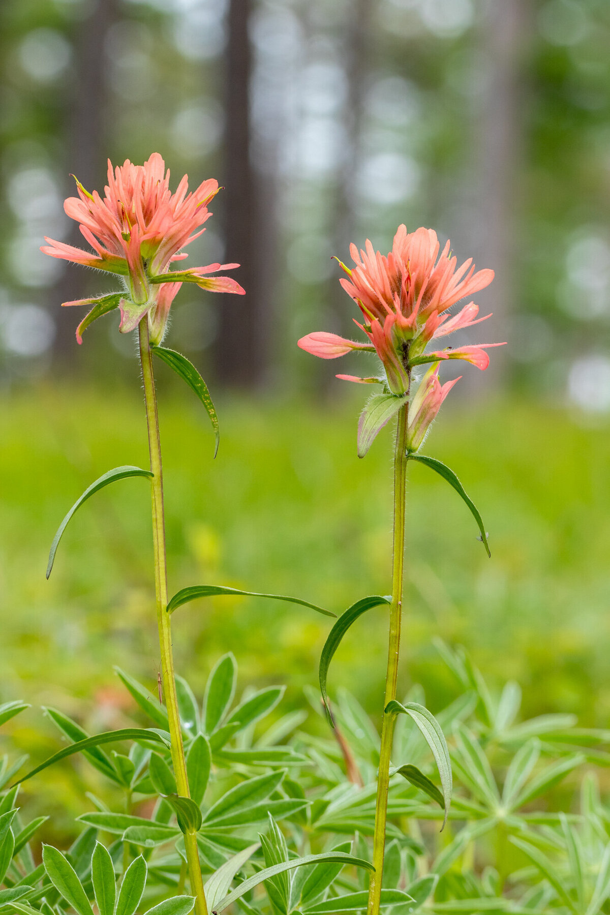 Two orange Indian paintbrush wildflowers, Crazy Canyon, Missoula, MT