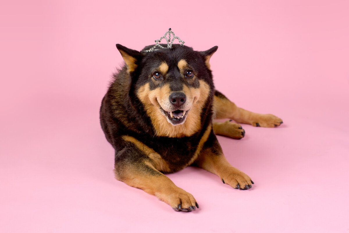 pet-photos-myrtle-beach-1500_077