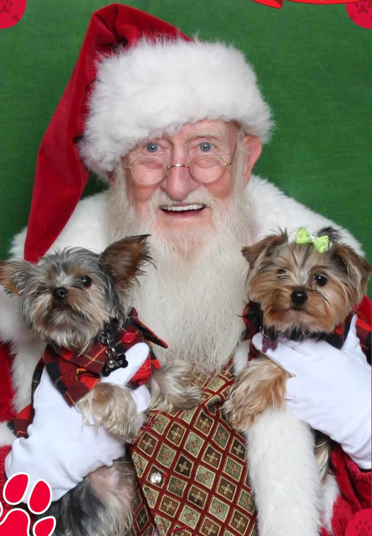 Santa posing with two yorkies on his hands
