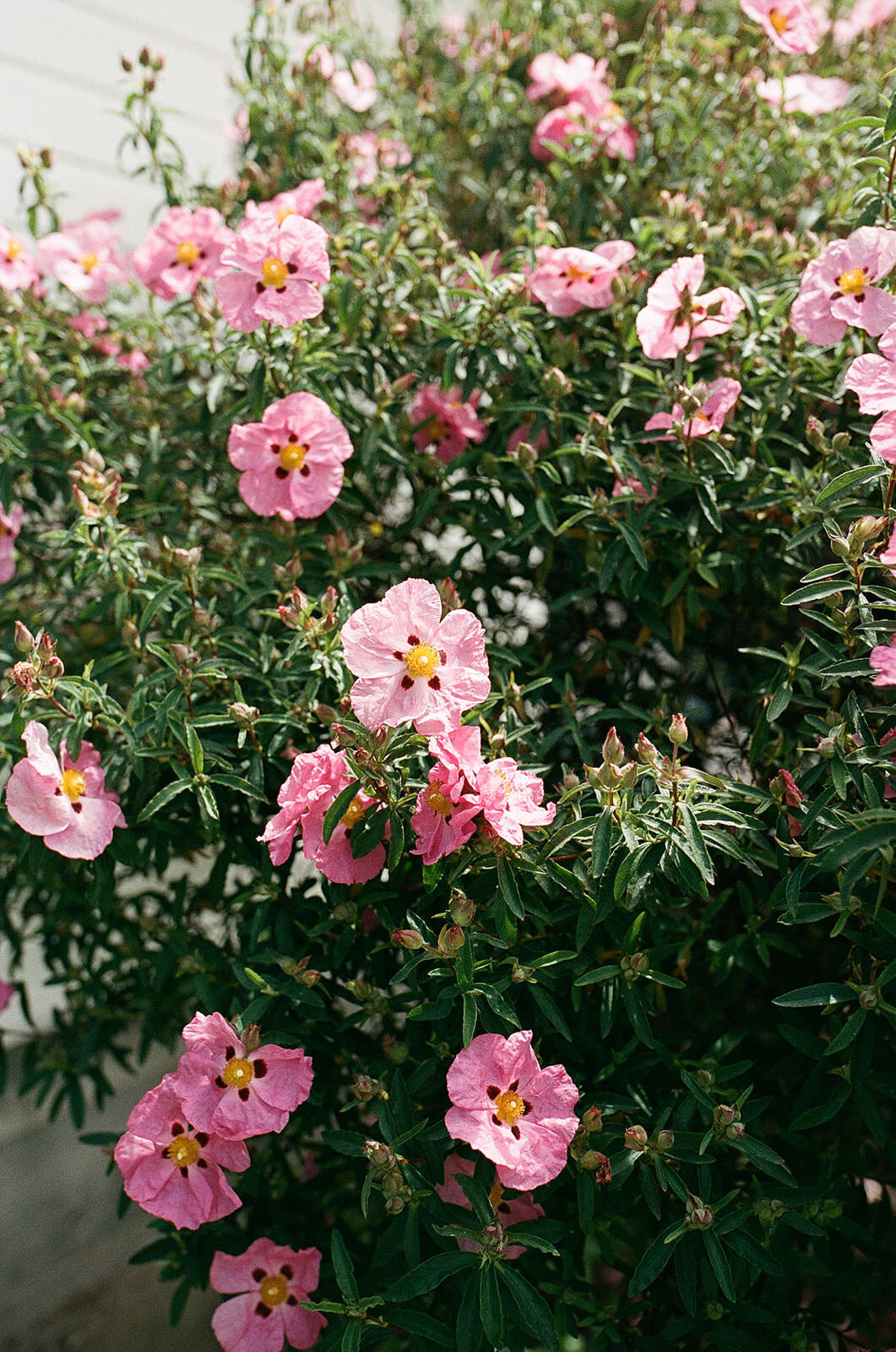 Spring-wedding-in-carmel-california2
