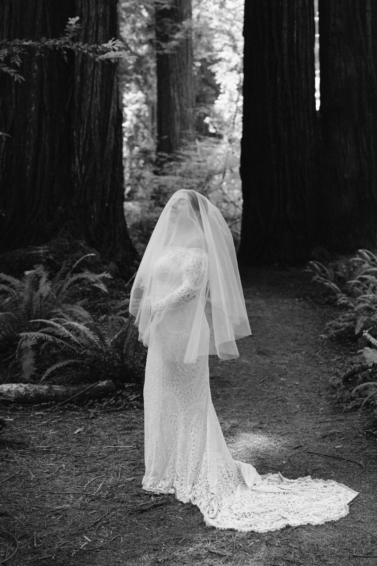 Redwoods Forest CA elopement
