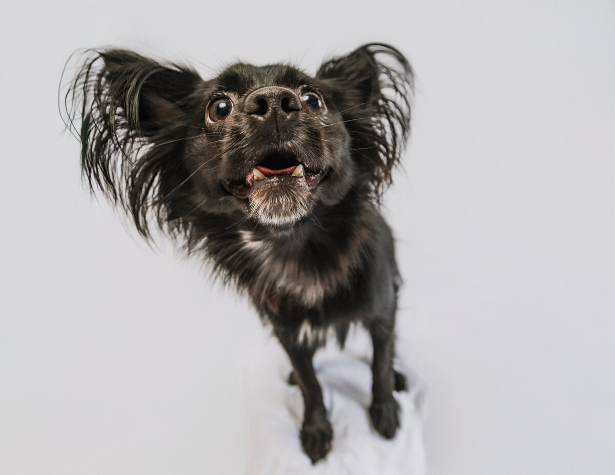 dog treats-(1 of 1)_(2)