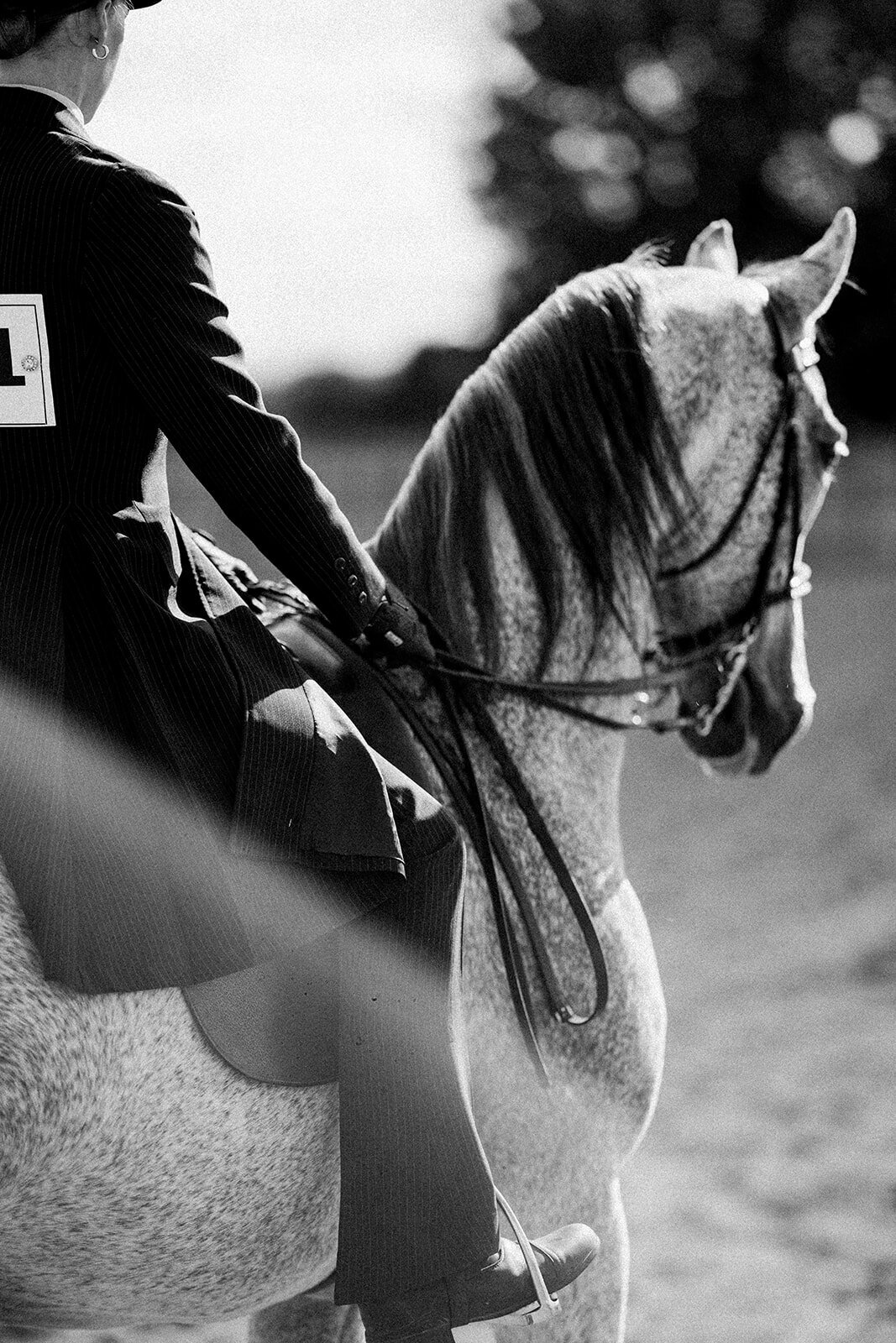 Equestrian Photography462