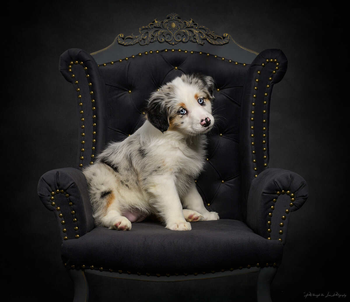 Pets-through-the-Lens-Photography-Vancouver—Fine-Art-Studio-Puppy-Portrait