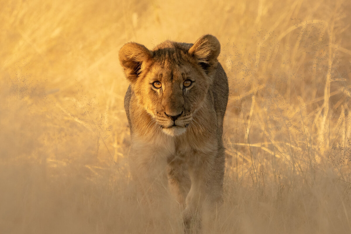 177_lion cub_helloemilie