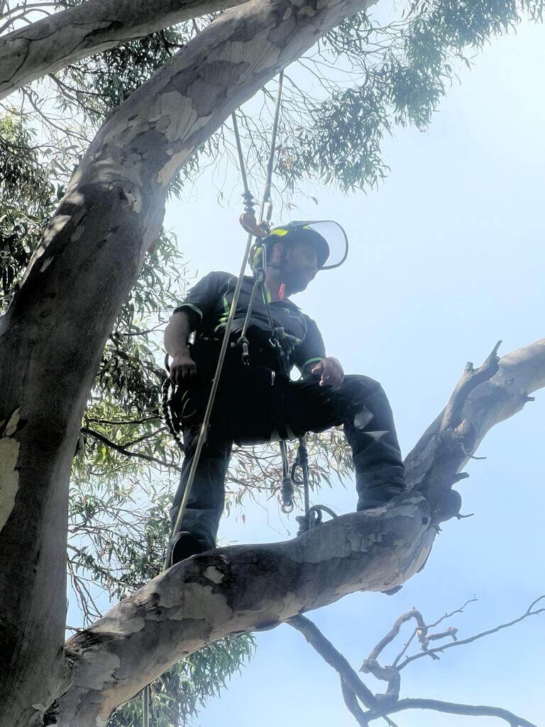 Evergreen Tree Services SA-Tree Pruining-024