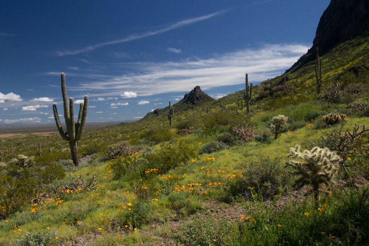 picacho_poppies_1029