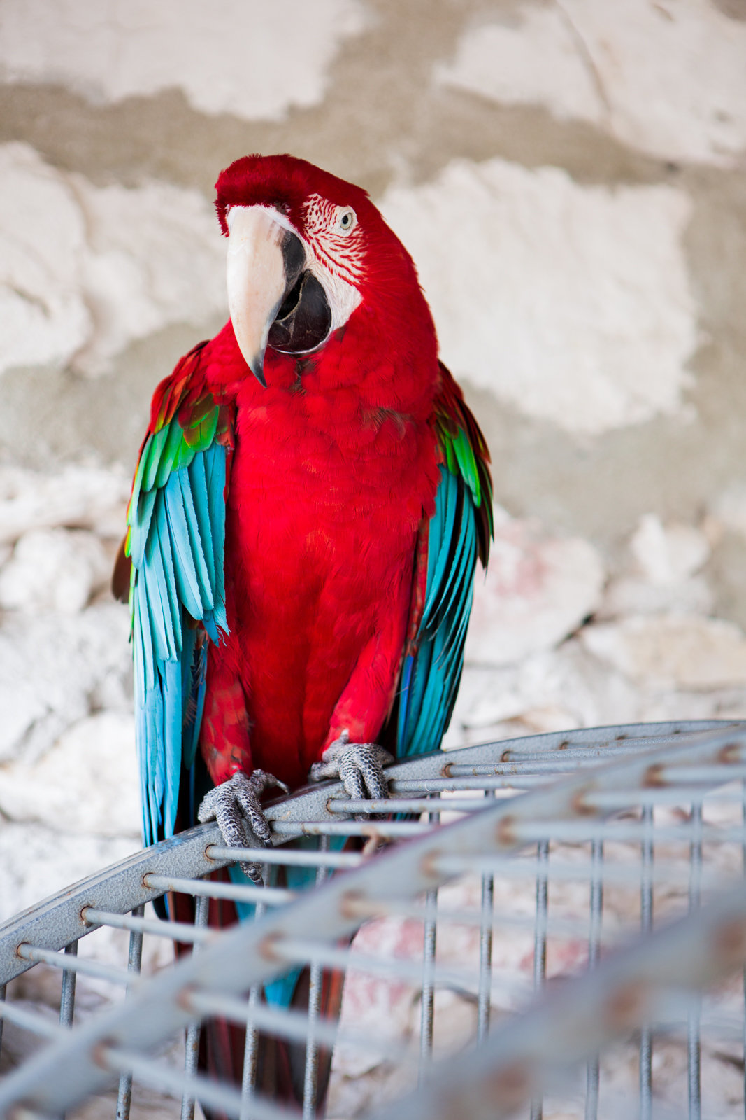 Arden_Photography_destination_wedding_exuma_bahamas_-2410